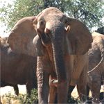 Damaraland Desert Elephant Behavior